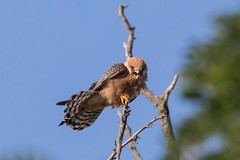 Rotfußfalke, Falco vespertinus (20)