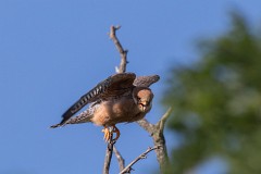 Rotfußfalke, Falco vespertinus (21)
