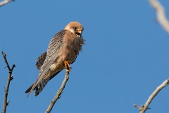 Rotfußfalke, Falco vespertinus (22)