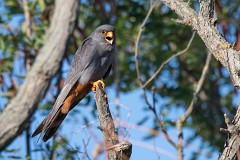 Rotfußfalke, Falco vespertinus (23)