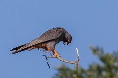 Rotfußfalke, Falco vespertinus (24)