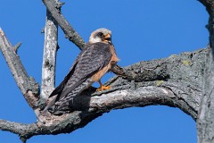 Rotfußfalke, Falco vespertinus (25)