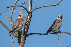 Rotfußfalke, Falco vespertinus (26)