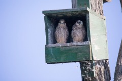 Rotfußfalke, Falco vespertinus (27)