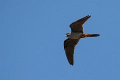 Rotfußfalke, Falco vespertinus (28)