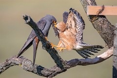Rotfußfalke, Falco vespertinus (3)