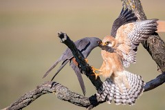 Rotfußfalke, Falco vespertinus (4)