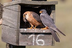 Rotfußfalke, Falco vespertinus (5)