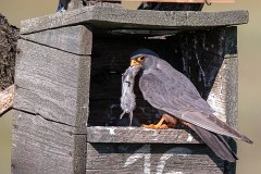 Rotfußfalke, Falco vespertinus (6)