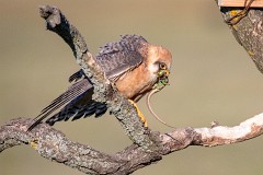 Rotfußfalke, Falco vespertinus (7)