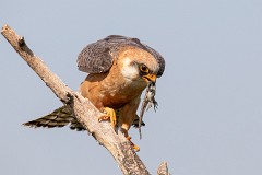 Rotfußfalke, Falco vespertinus (8)