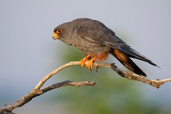 Rotfußfalke, Falco vespertinus (9)