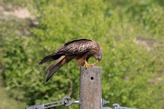 Rotmilan, Milvus milvus (1)