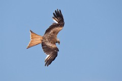 Rotmilan, Milvus milvus (10)