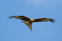 Rotmilan, Milvus milvus (12)