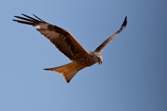 Rotmilan, Milvus milvus (13)