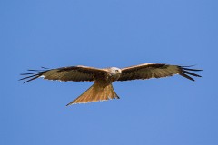 Rotmilan, Milvus milvus (14)