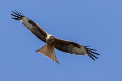 Rotmilan, Milvus milvus (15)