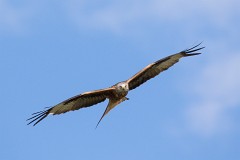 Rotmilan, Milvus milvus (17)