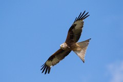 Rotmilan, Milvus milvus (18)