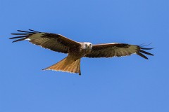 Rotmilan, Milvus milvus (19)