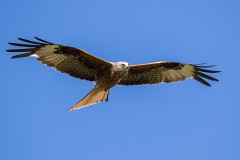 Rotmilan, Milvus milvus (20)