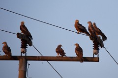 Rotmilan, Milvus milvus (21)