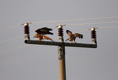 Rotmilan, Milvus milvus (23)