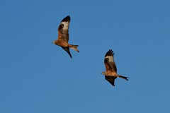 Rotmilan, Milvus milvus (24)