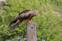 Rotmilan, Milvus milvus (3)