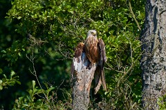 Rotmilan, Milvus milvus (4)