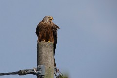 Rotmilan, Milvus milvus (5)