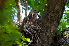 Rotmilan, Milvus milvus (7)