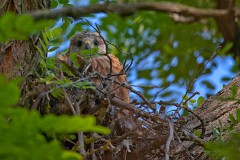 Rotmilan, Milvus milvus (8)