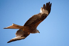 Rotmilan, Milvus milvus (9)