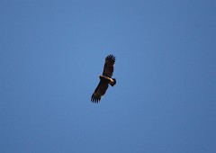 Schelladler, Aquila clanga (1)