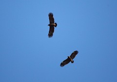 Schelladler, Aquila clanga (2)