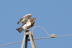 Schlangenadler, Circaetus gallicus (1)