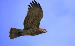 Schlangenadler, Circaetus gallicus (5)
