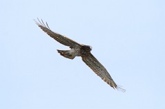 Schlangenadler, Circaetus gallicus (7)