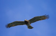 Schlangenadler, Circaetus gallicus (8)