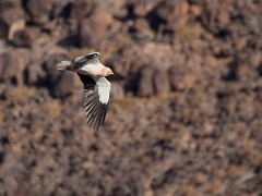 Schmutzgeier, Neophron percnopterus (2)