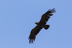 Schreiadler, Aquila pomarina (1)