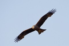 Schwarzmilan, Milvus migrans (10)