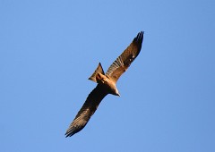 Schwarzmilan, Milvus migrans (11)