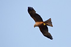 Schwarzmilan, Milvus migrans (12)