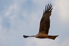 Schwarzmilan, Milvus migrans (4)