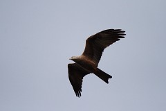 Schwarzmilan, Milvus migrans (5)