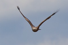 Schwarzmilan, Milvus migrans (7)