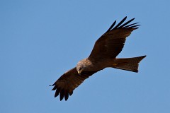 Schwarzmilan, Milvus migrans (8)